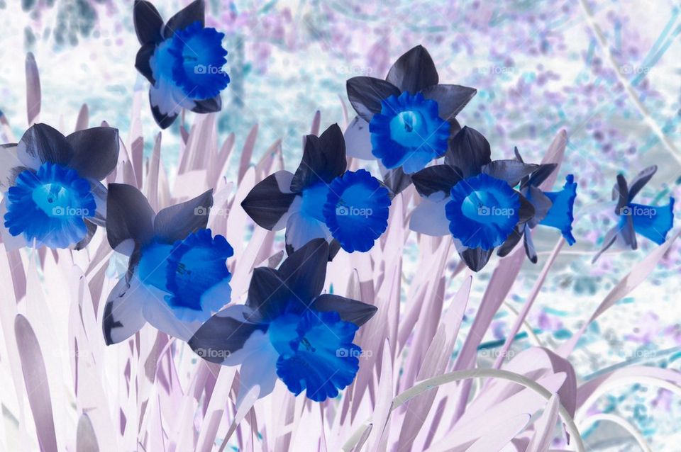 Blue Daffodils