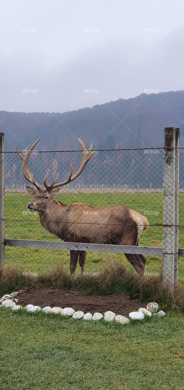 Carpathian deer