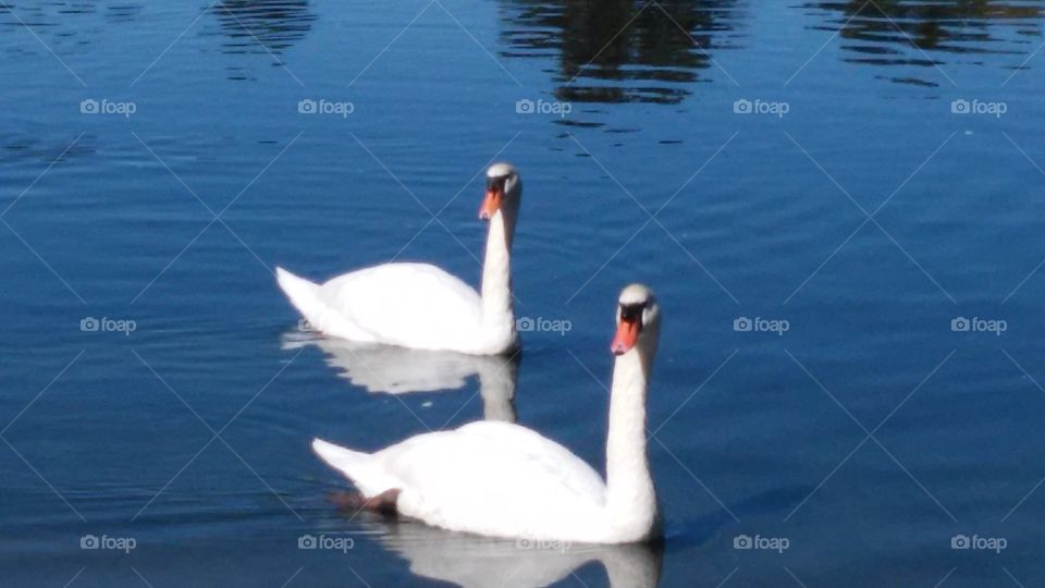Swans