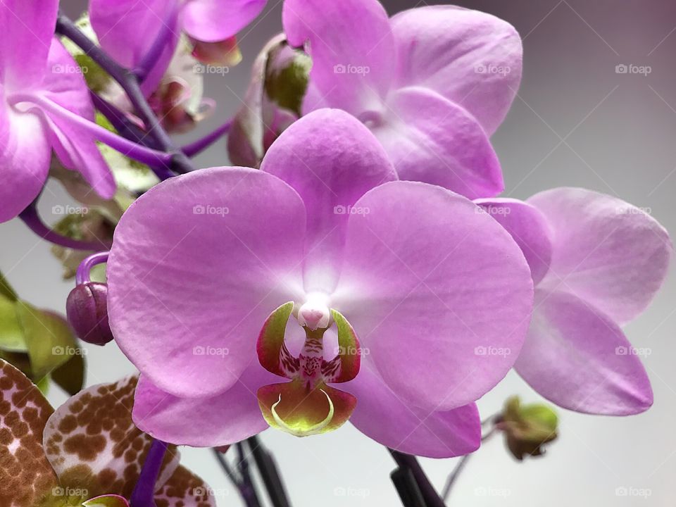 Purple orchid 