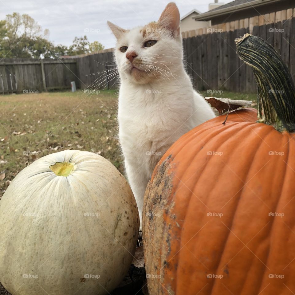 Cat by pumpkin