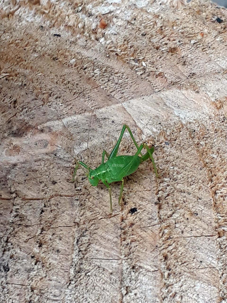 grasshopper