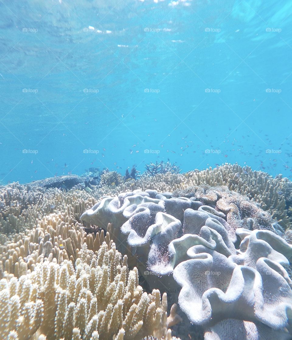 Coral Reef, Raja Ampat