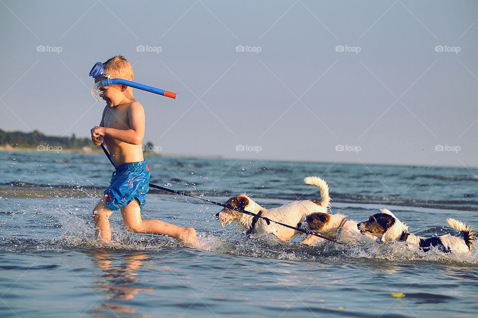 Boy playing. A little boy playing with dogs