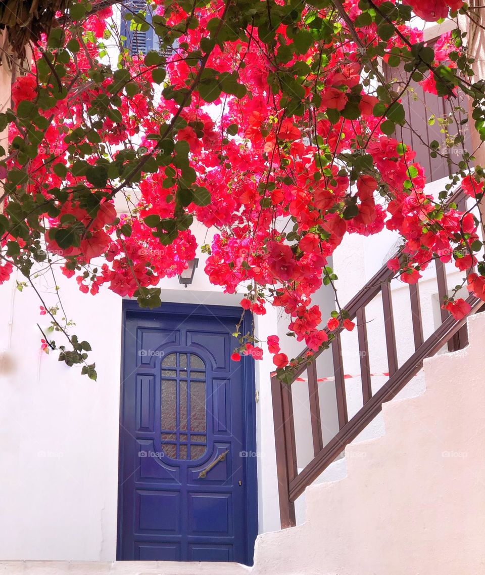 Blooming bourganvillia flowers, plant outside a white  house on a Greek island, Skiathos 