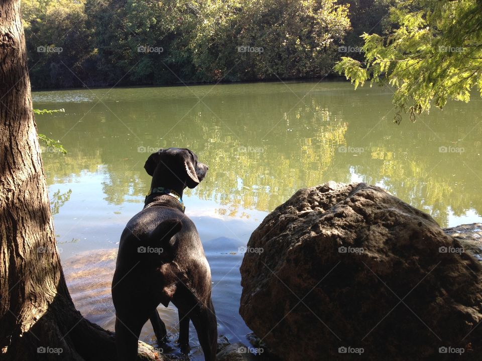 Watchdog Over Water...