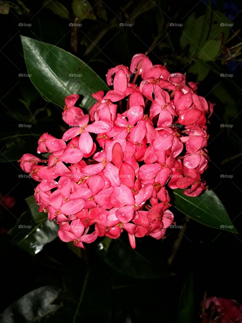 srilankan flowers ...