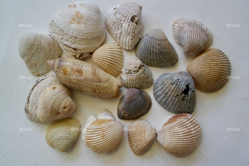Seashells 