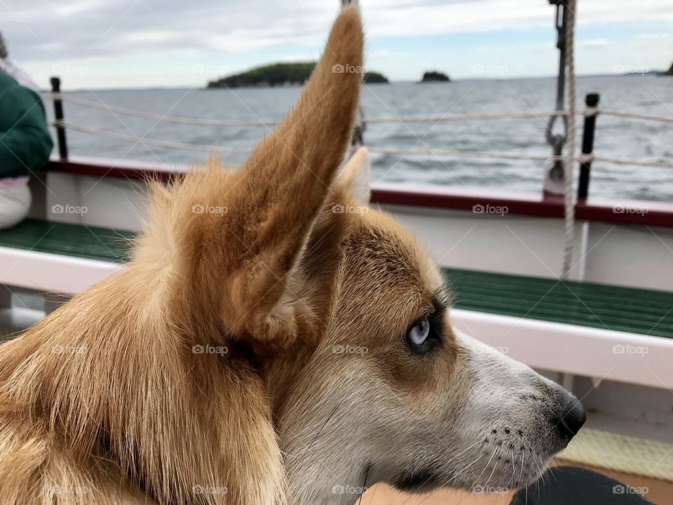 Corgi on sailboat 