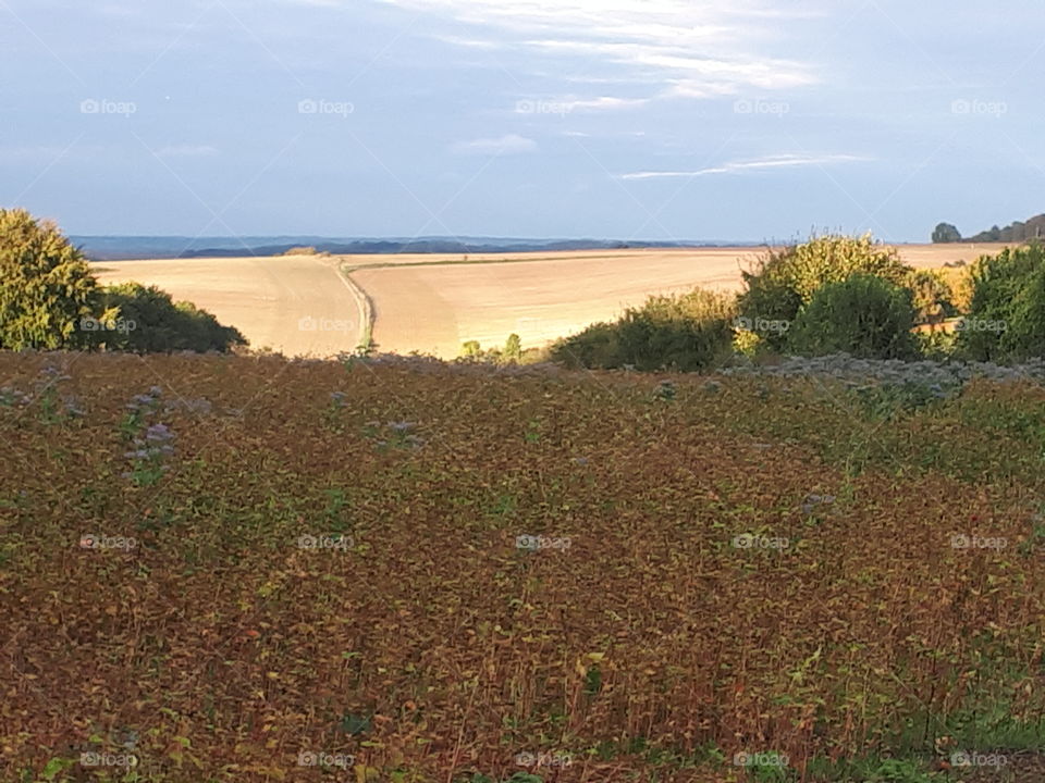 Landscape, No Person, Tree, Agriculture, Cropland