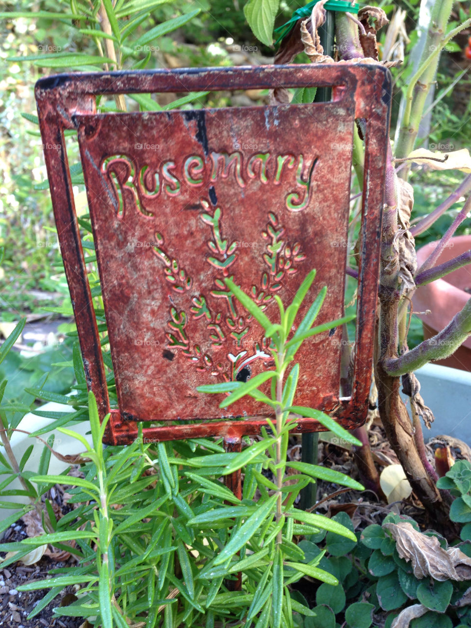 garden herbs summer plant by melody