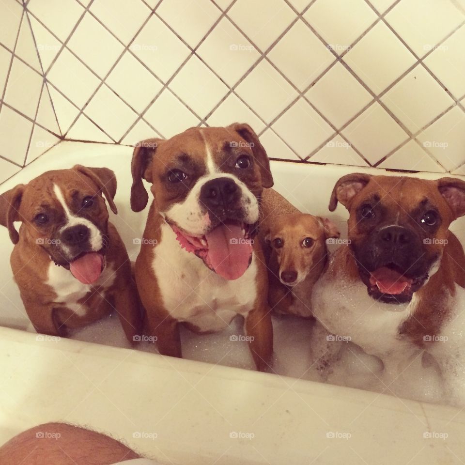 Scrub-a-dub dub. 4 pups in a tub