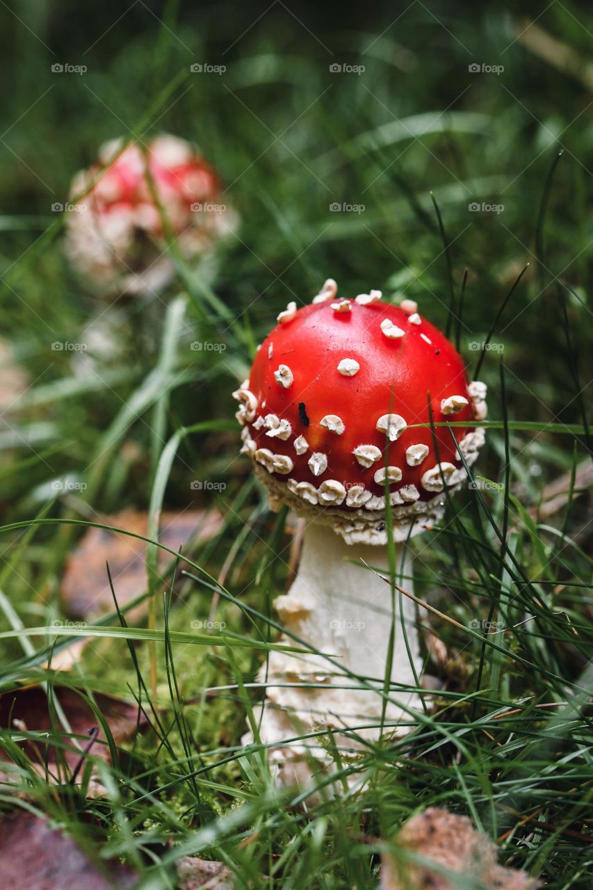 Red mushroom 