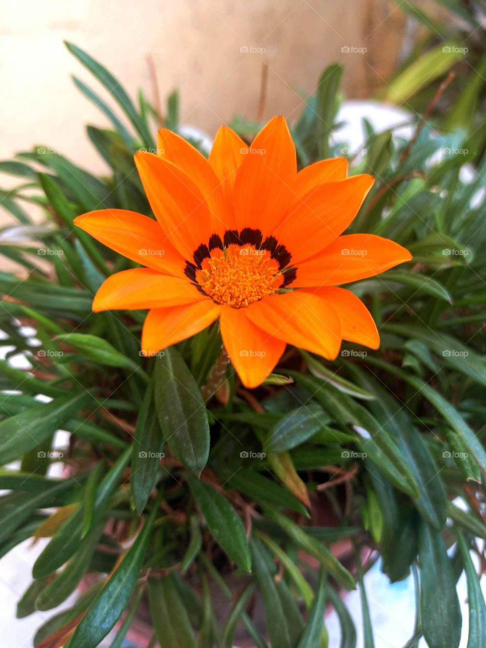 Gazania