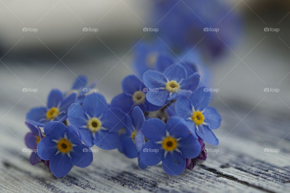 Forget me knots .. pretty little flowers 