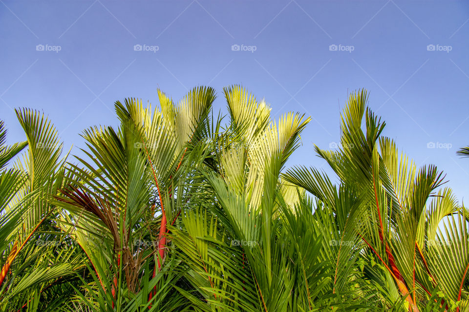 palm leaf