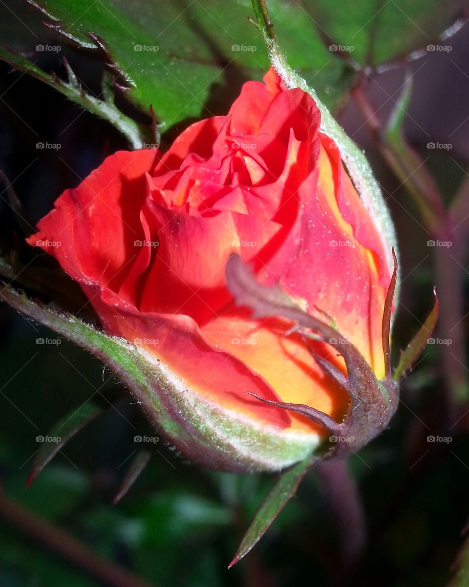 the promise of things to come