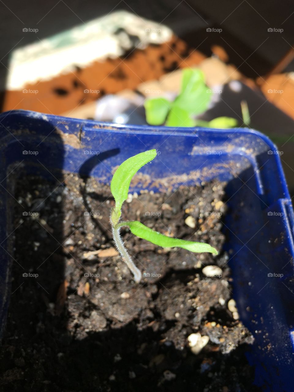 A plant seedling growing from a small plastic pot