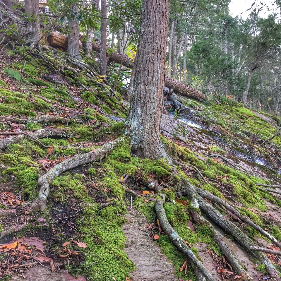 Old tree in he woods