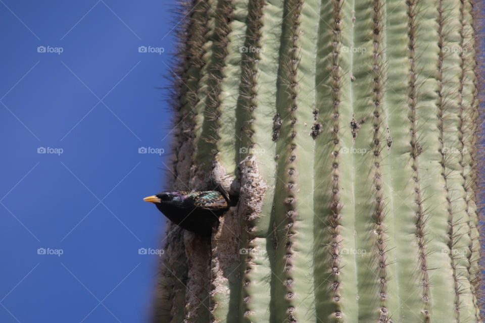 Starling Nesting in Saguaro Cactus