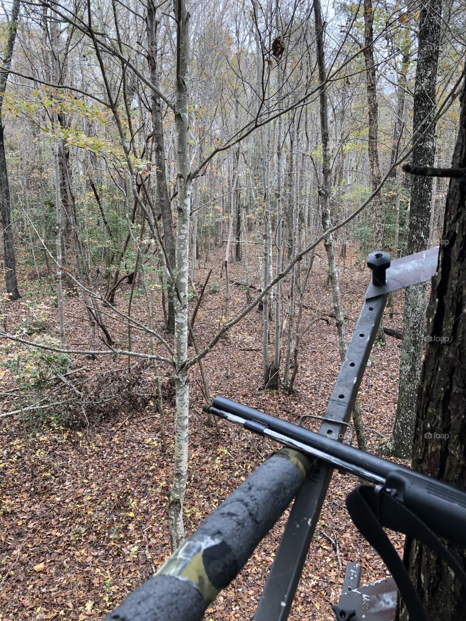 Peaceful morning hunt. 