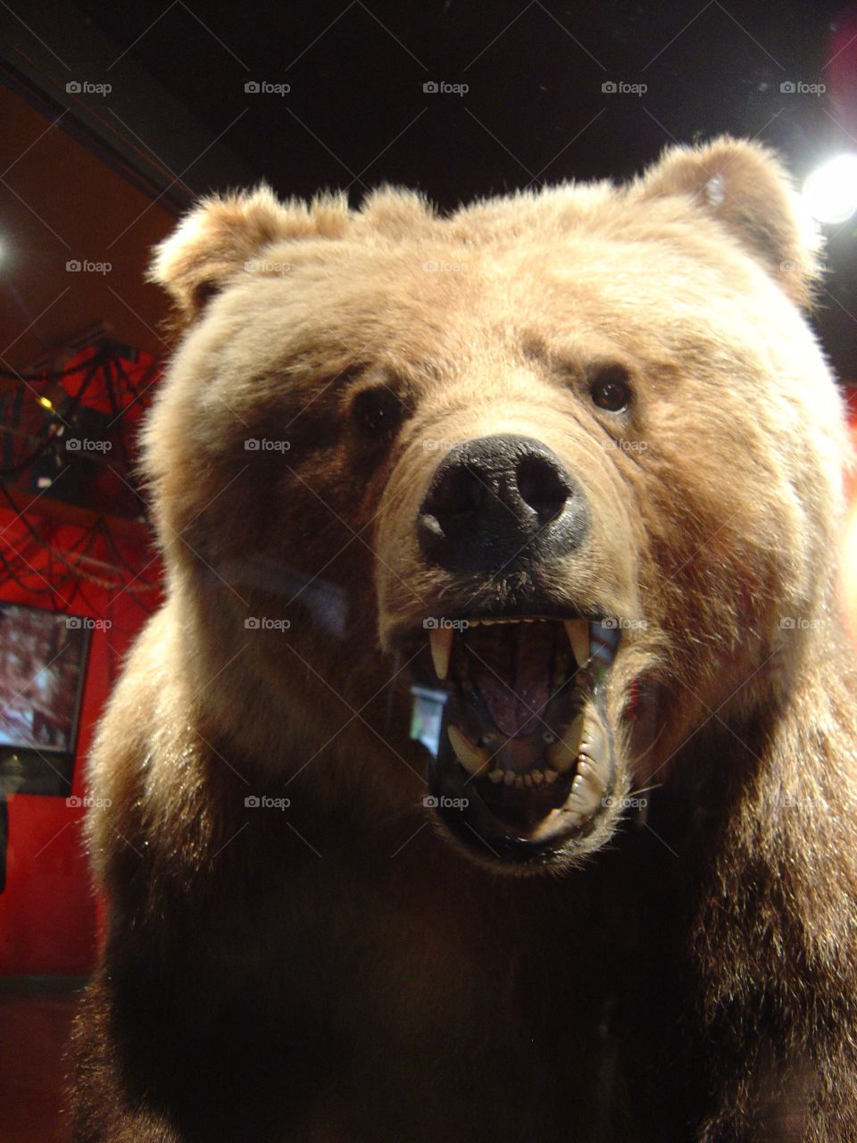 Bear . Bear ferocious