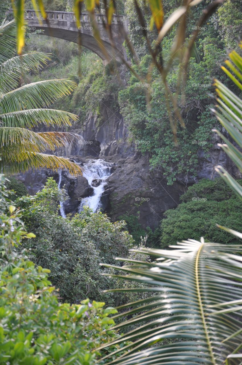 Stone bridge, waterfall and tropical foliage. 