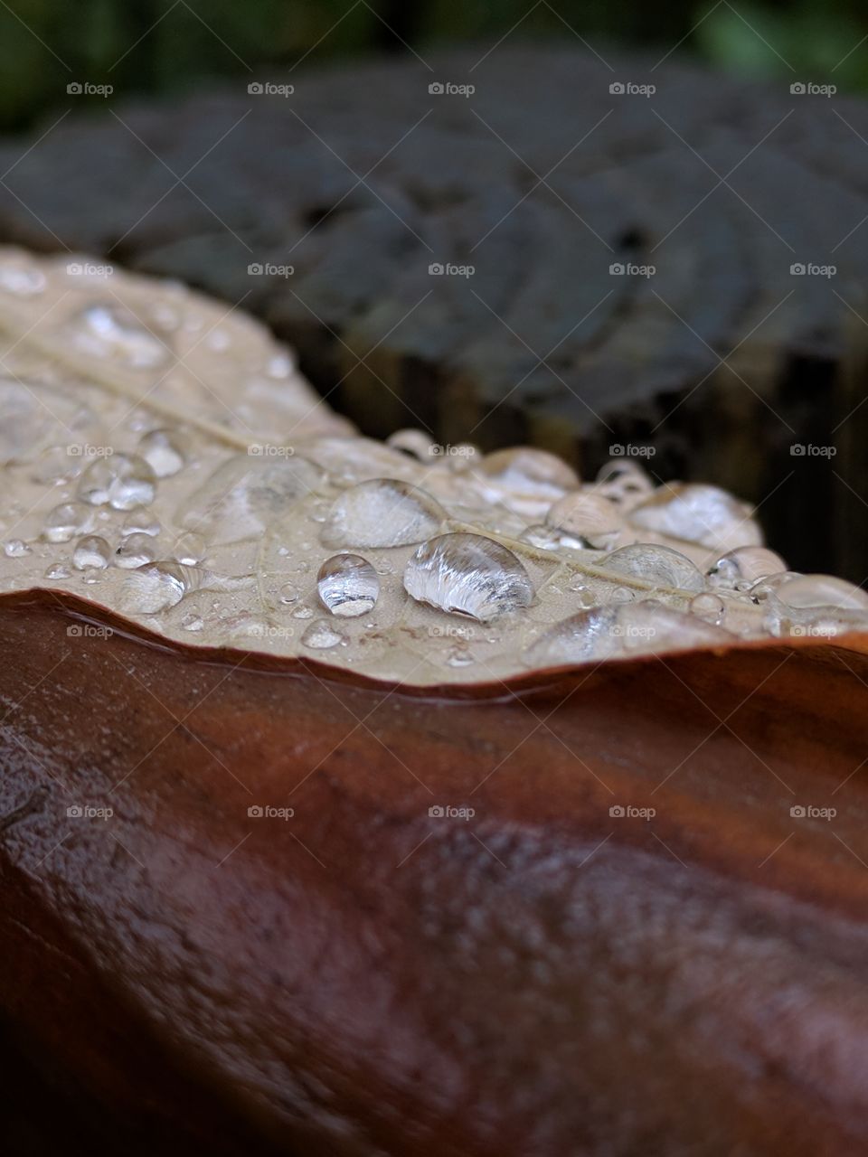 Water droplets on Leaf on banister.
