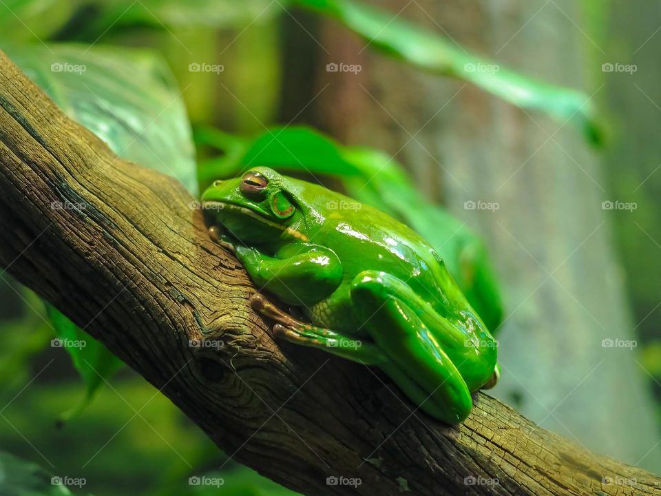 green 'color' 'image'