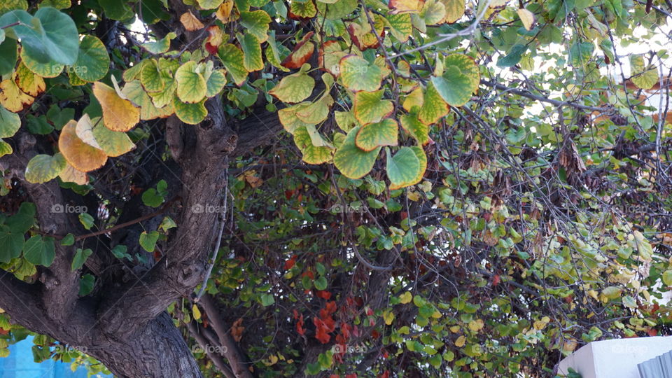 Autumn#leaves#tree#nature#colors#vegetation