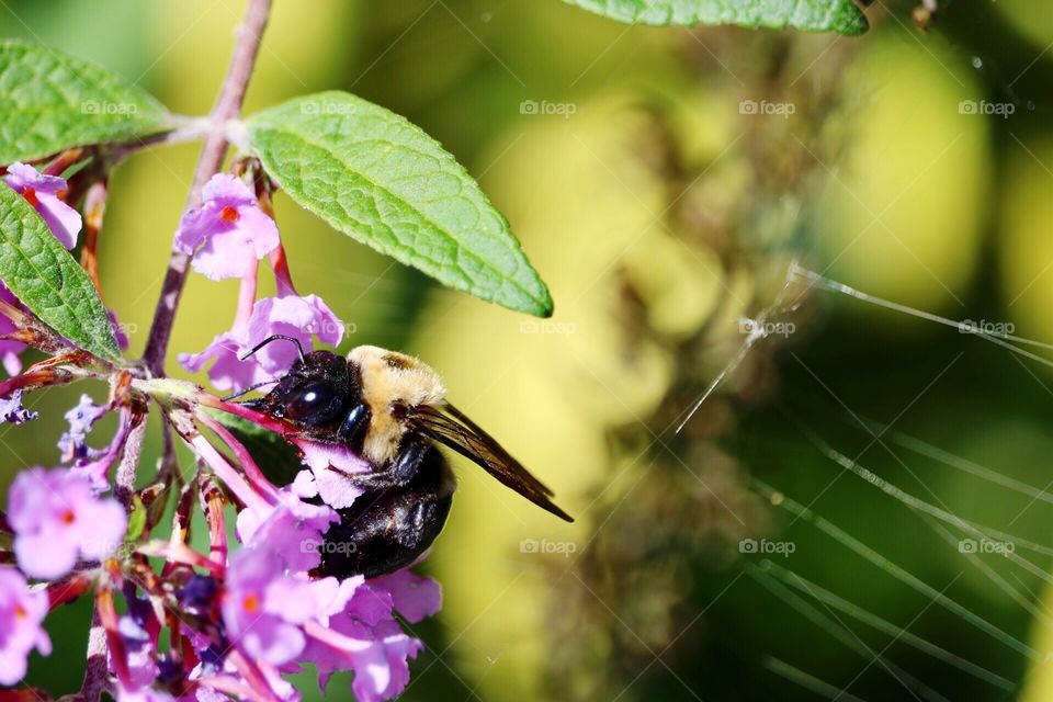 Bumblebee 