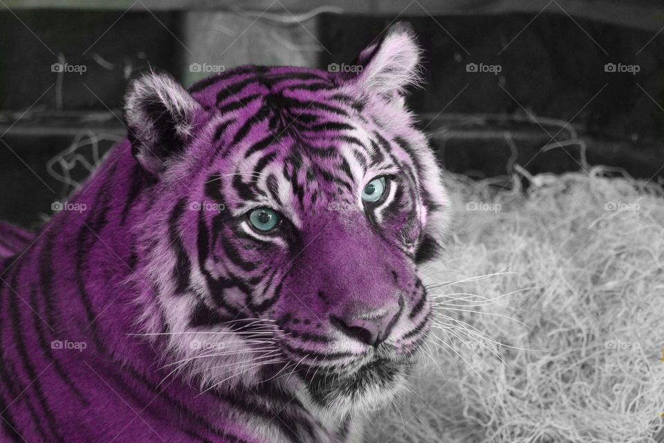 Pink tiger