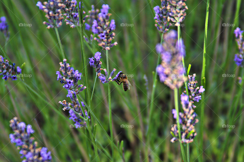 bee in lavender flower