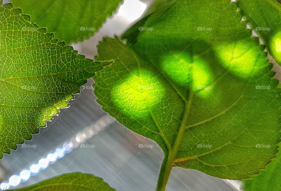 Sun over green leaves