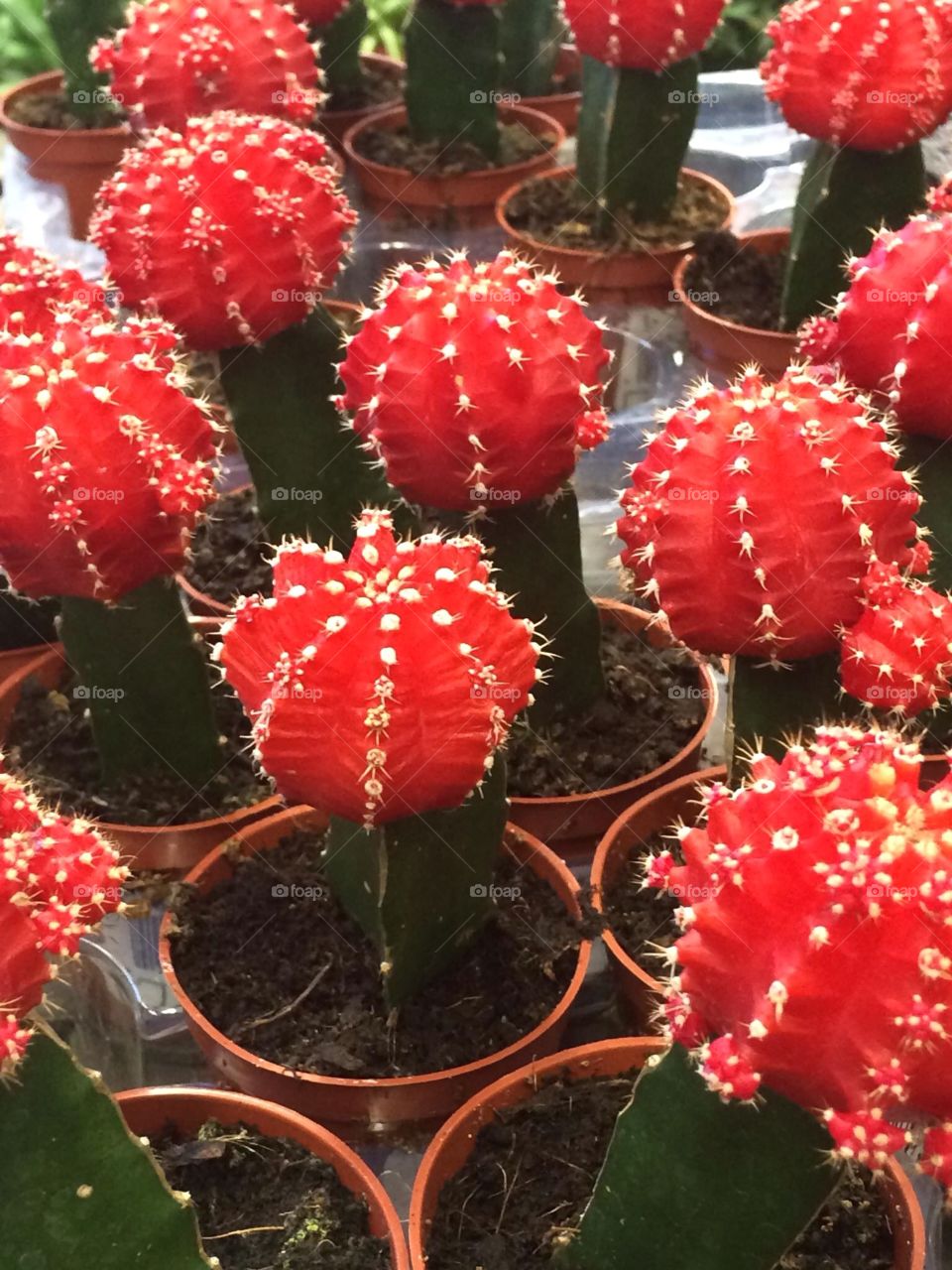 Red cactus plants