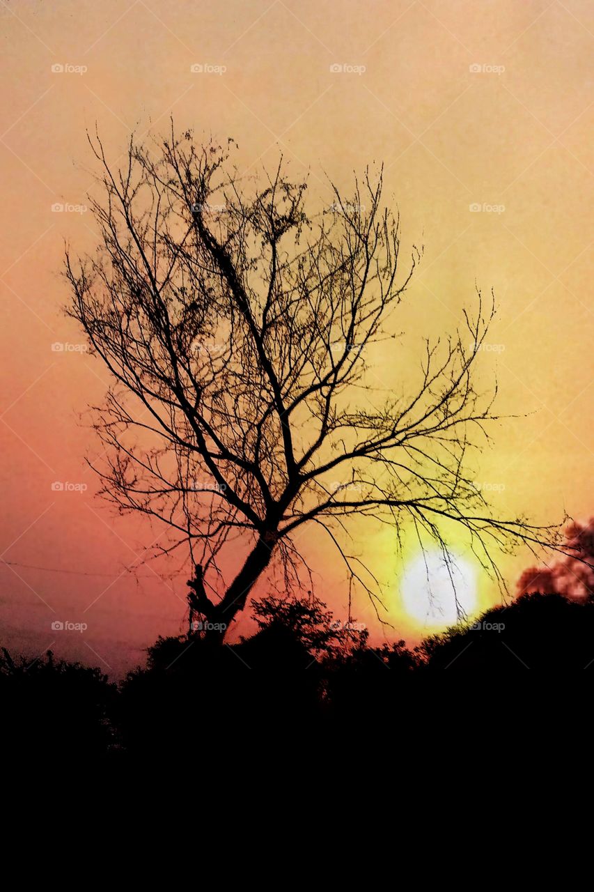 shadow photograph of a old leafless tree clicked at evening time