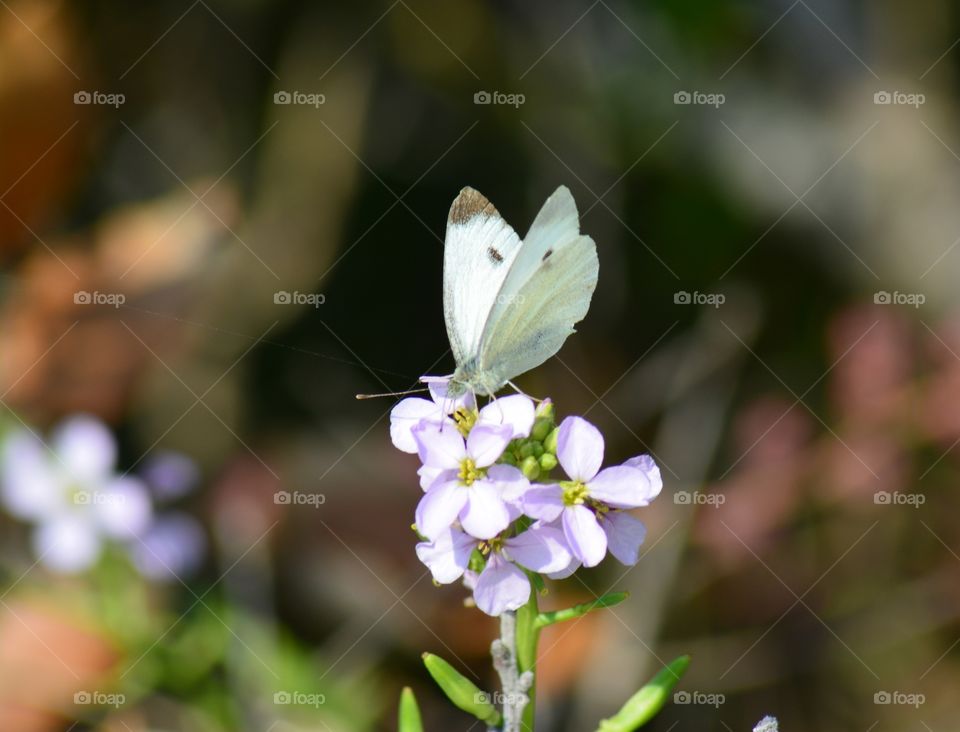 The flower butterfly 