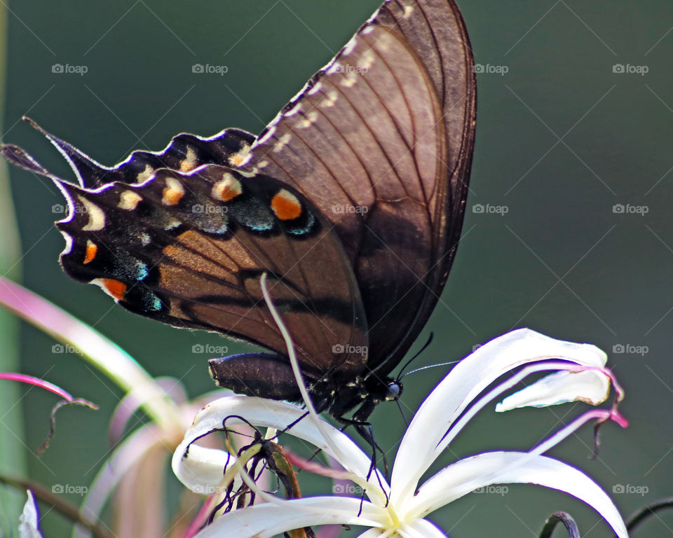 Swallowtail butterfly on white flowering plan