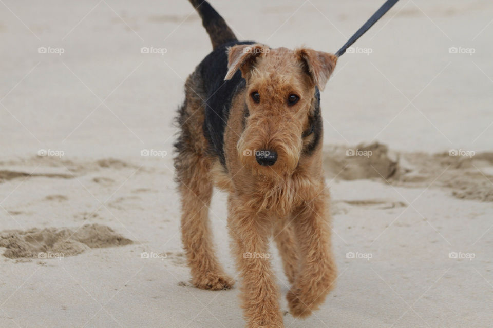 Foxy the Airedale l