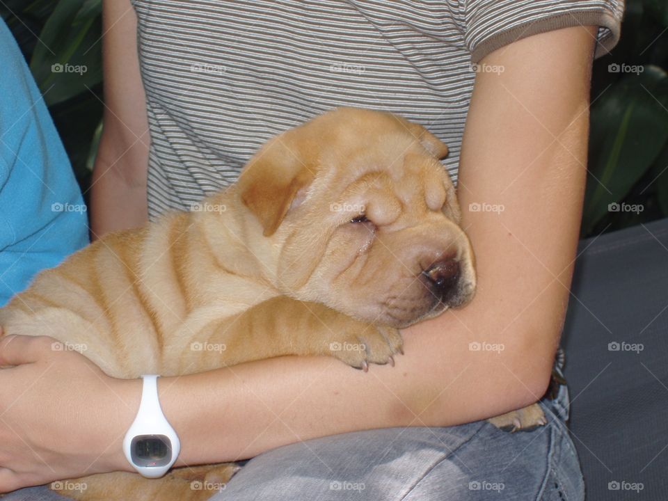 Sharpei 