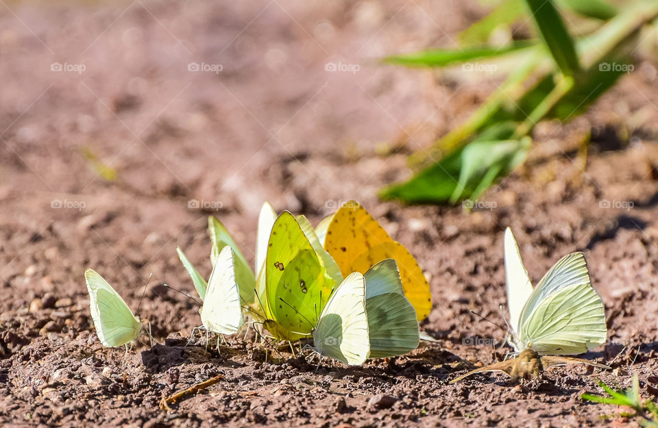 butterfly