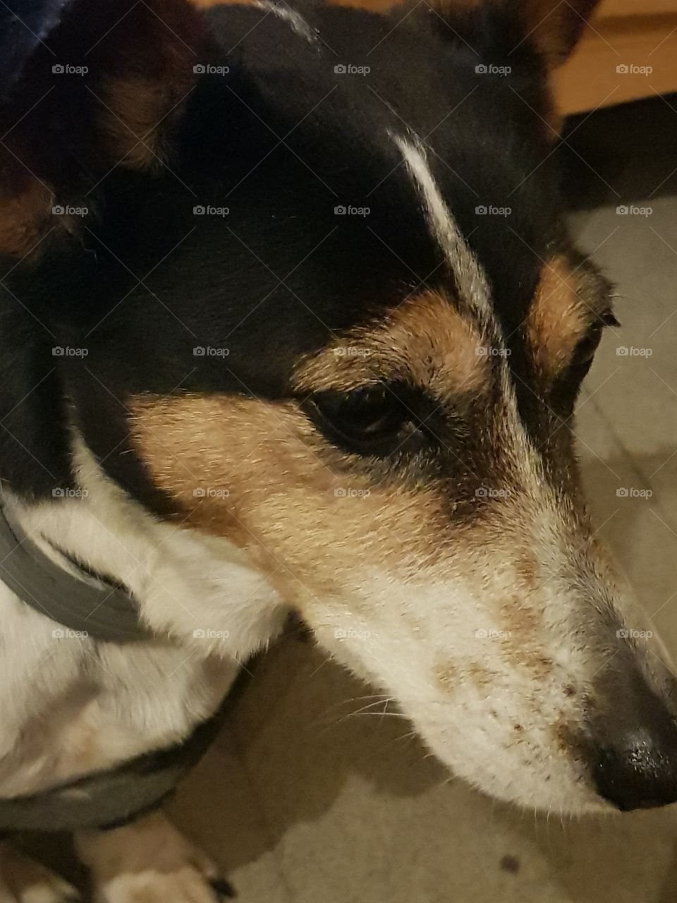 gros plan tête  de chien