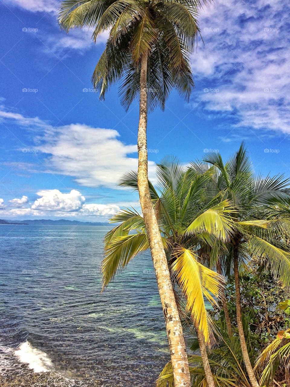 Palm trees on beach