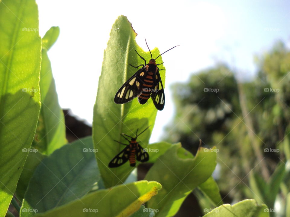 insects perch on green leaves