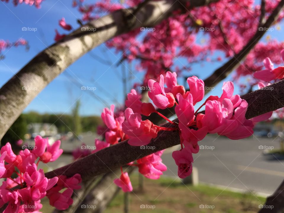 Pink Redbud in Connecticut