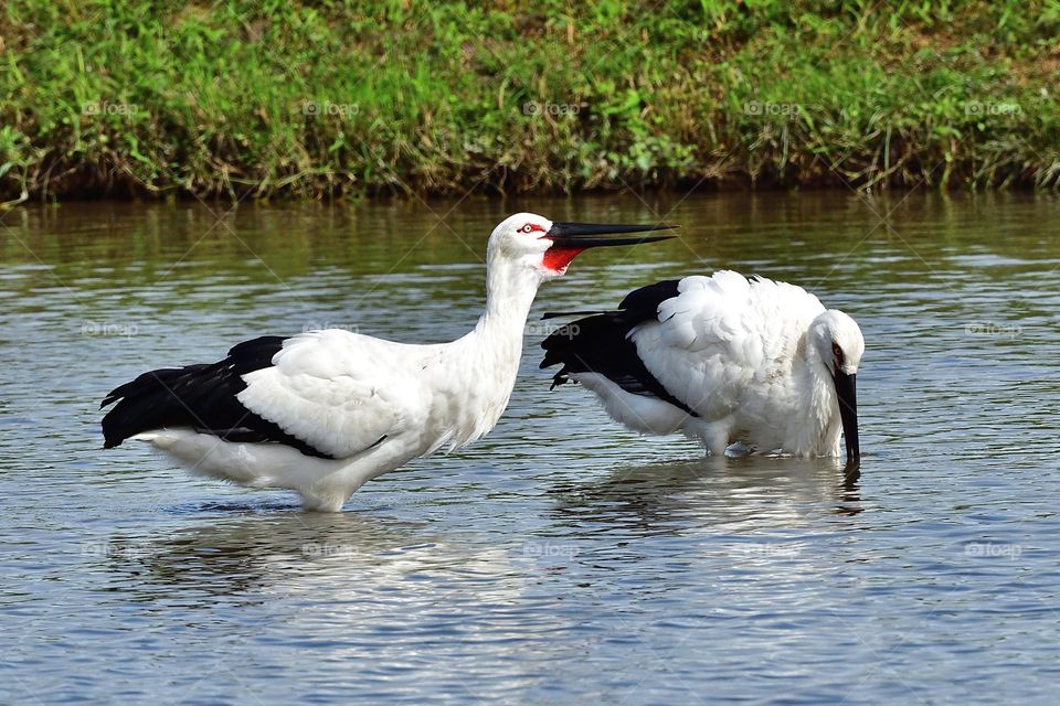 Beautiful and cute bird