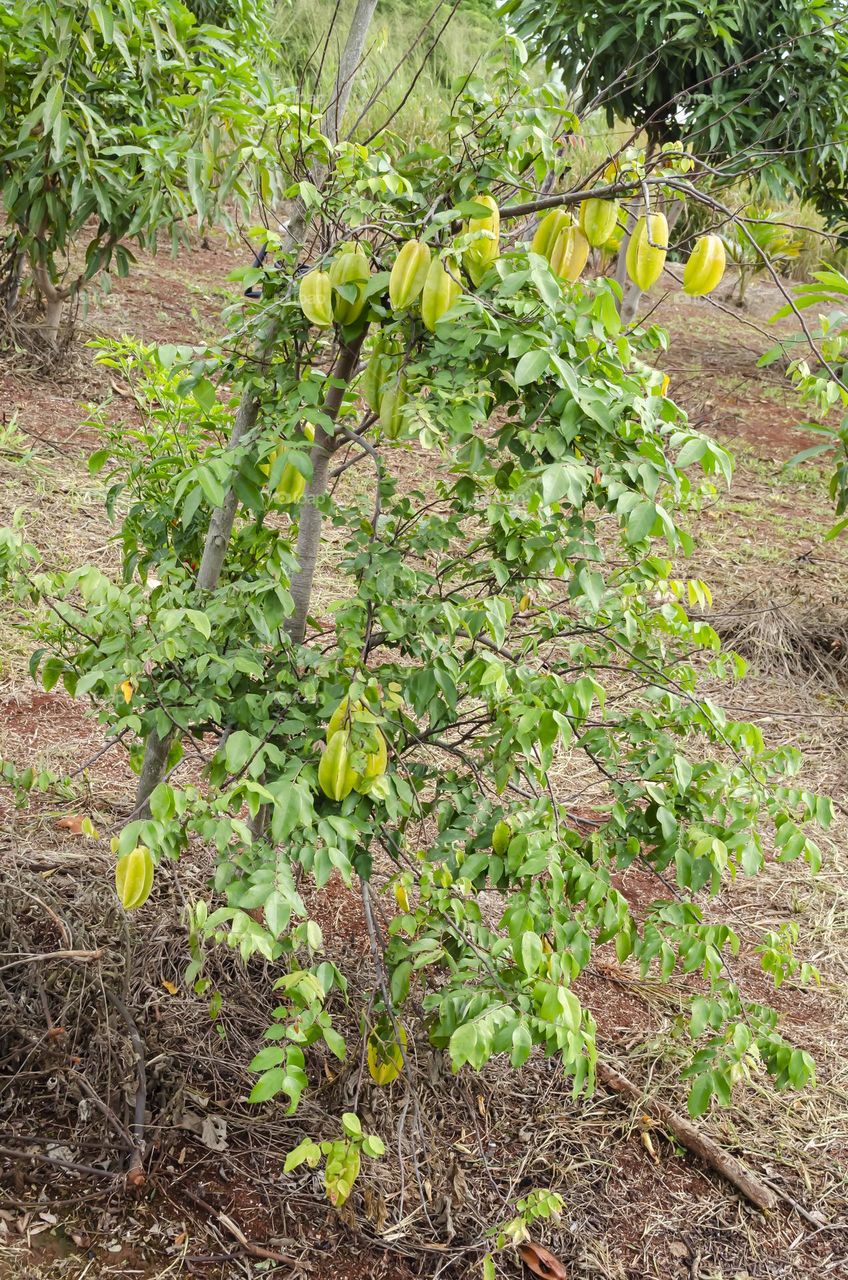 Starfruits On Tree