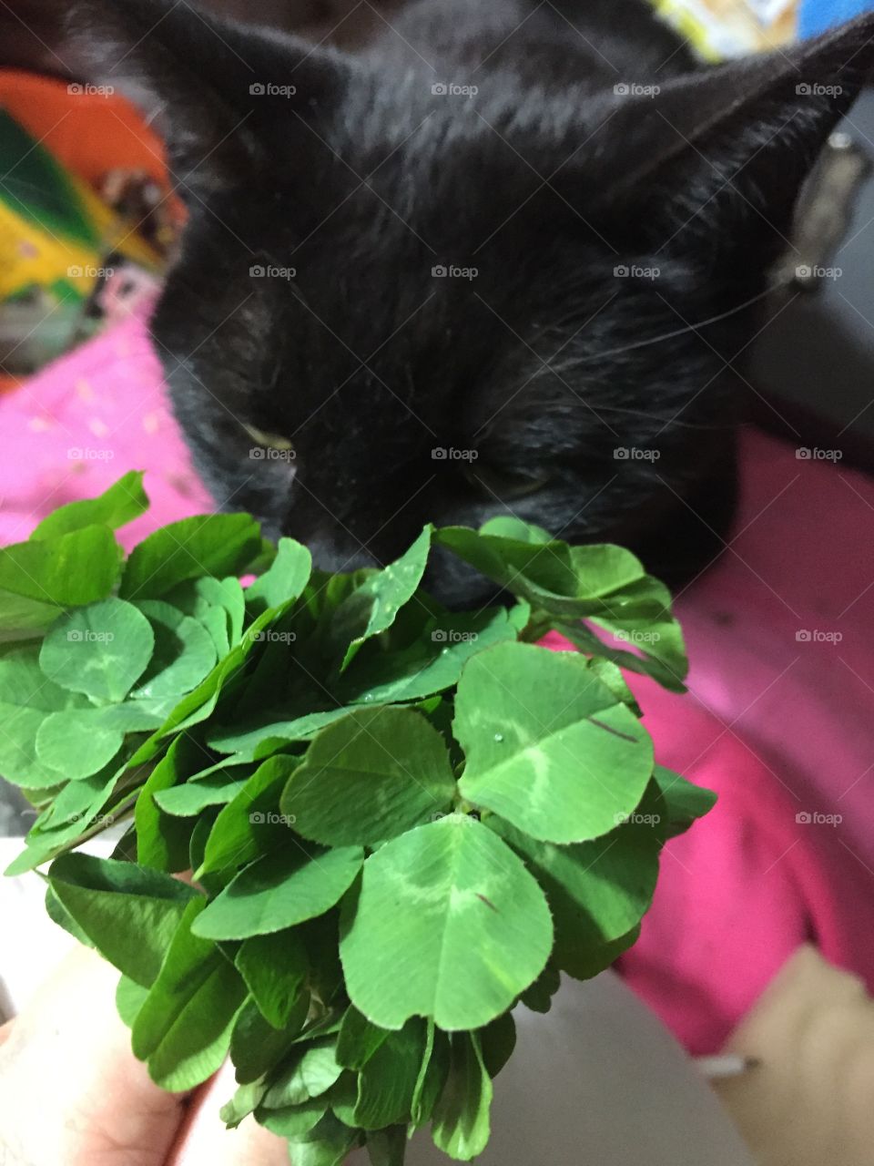 Four leaf clovers with cat