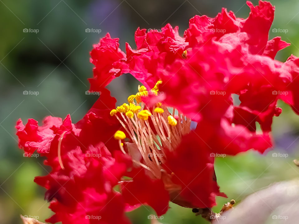 Close up of Emerald Empire's Garnet Queen crapemyrtle flower