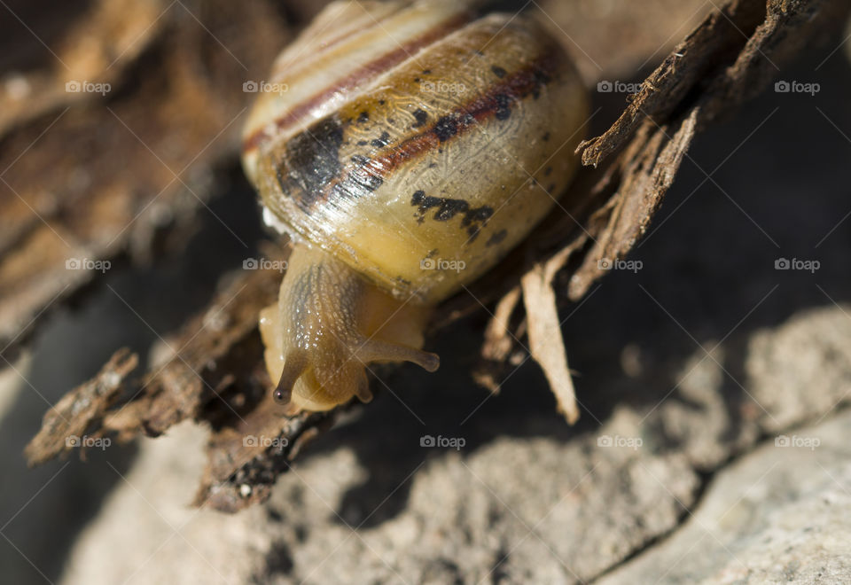 Snail On Tree Bark . nature background